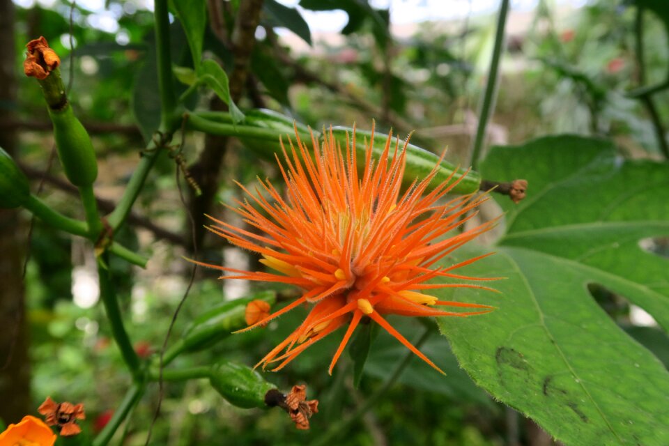 Botanical tropical plant