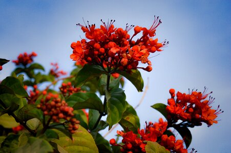 Nature plant romantic