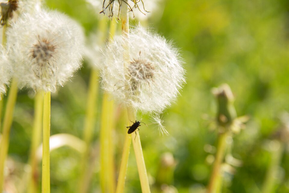 Plants flowers summer