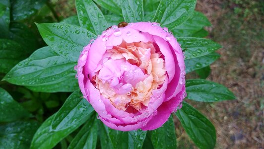 Pink flower sejong city photo