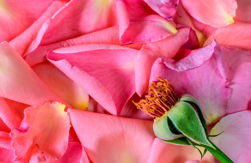 Fragrance plant flower