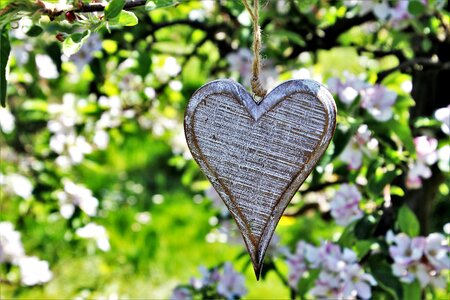 Spring fruit trees flower