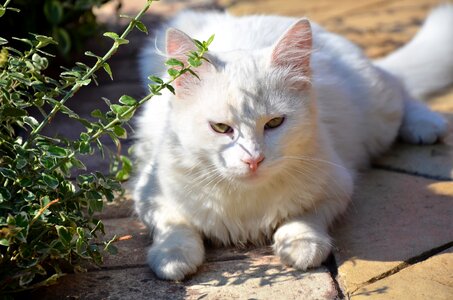 Cat white animal pet