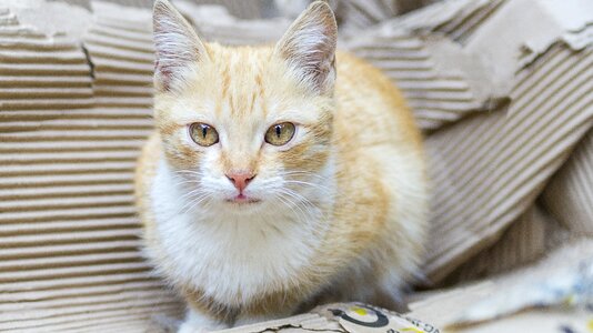 Pet animal domestic