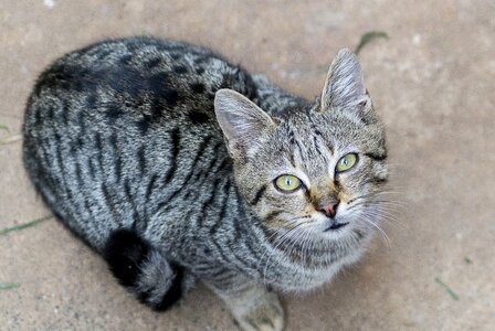 Pet animal domestic