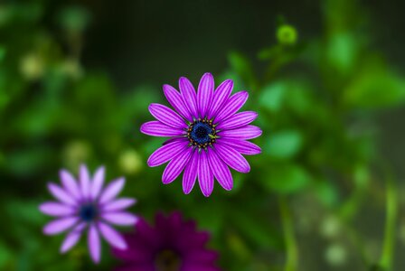 Flower plant nature