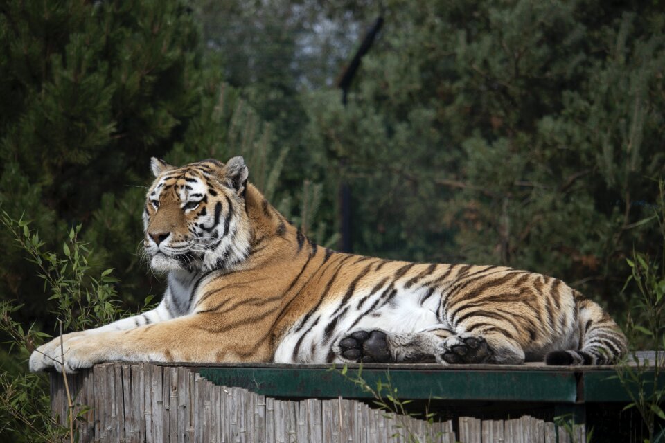 Animal carnivore feline photo