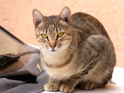 Housecat feline stalking