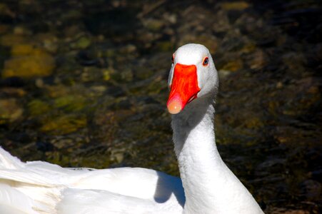 Lake oca goose photo