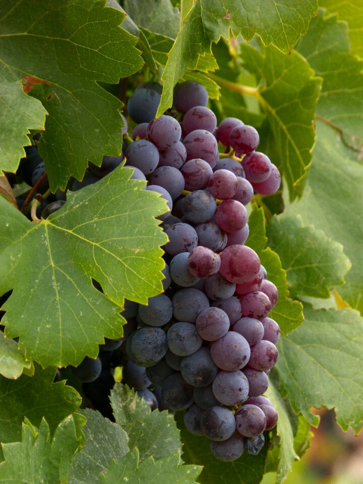 Wine priorat strain