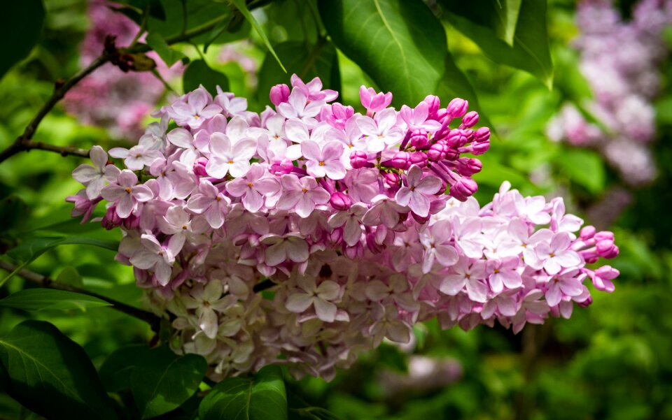 Flower garden spring