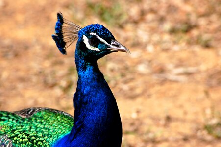Plumage bird blue photo