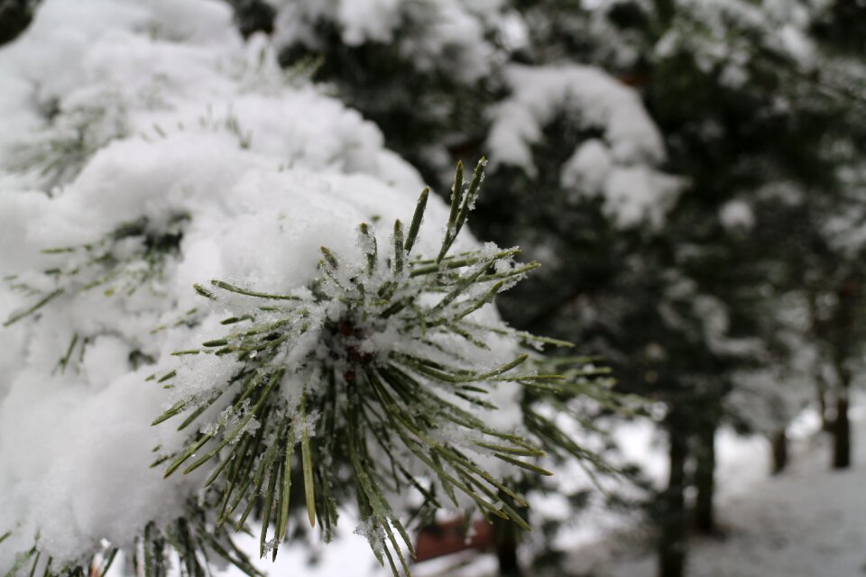Nature wintry snow landscape