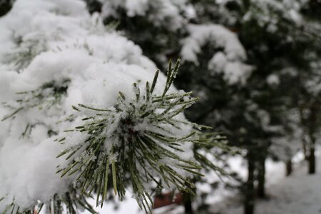 Nature wintry snow landscape photo