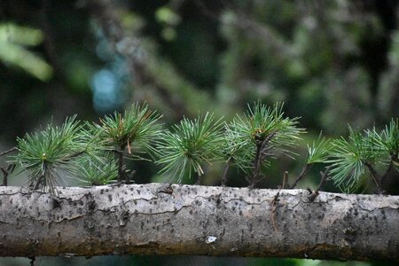 Spruce conifer nature