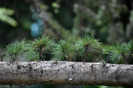 Spruce conifer nature photo