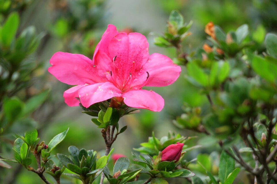 Nature flower plant