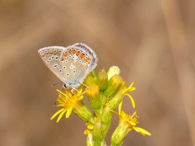 Libar detail lysandra bellargus