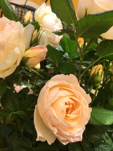 Bloom rose bloom pink