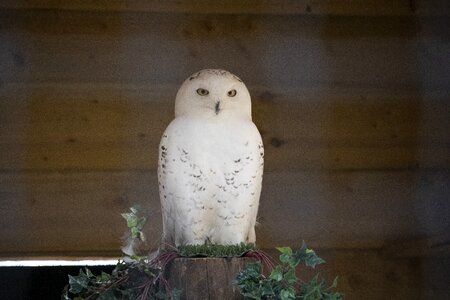 Bird of prey bird owl