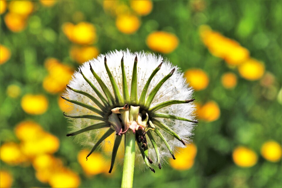 Flower nature plant