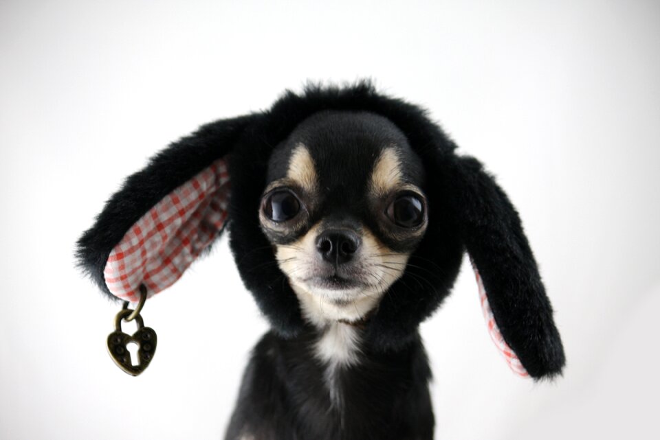 Free dog animals pets