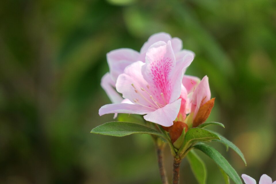 Nature flower plant