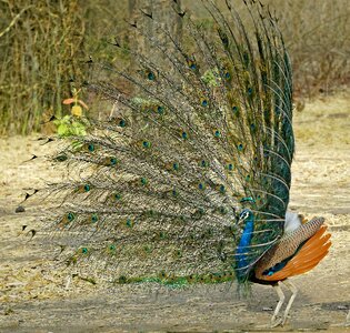 Peacock dancing wildlife bharat photo