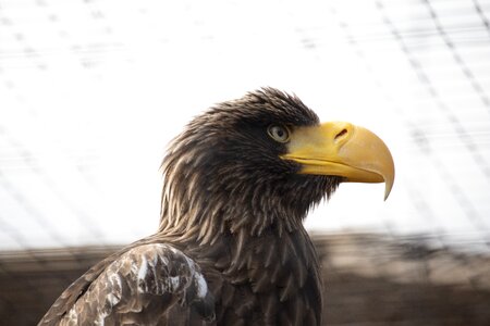 Nature bill plumage photo