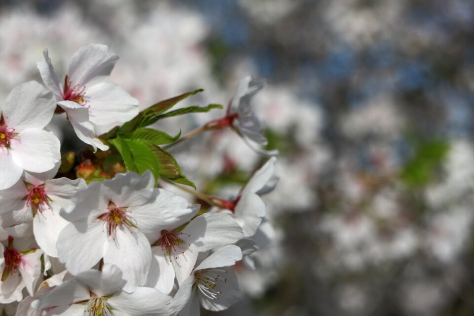 Blossom bloom plant