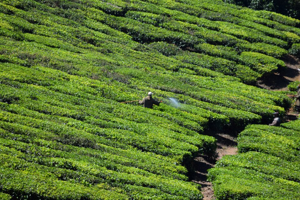 Tea plant green green tea