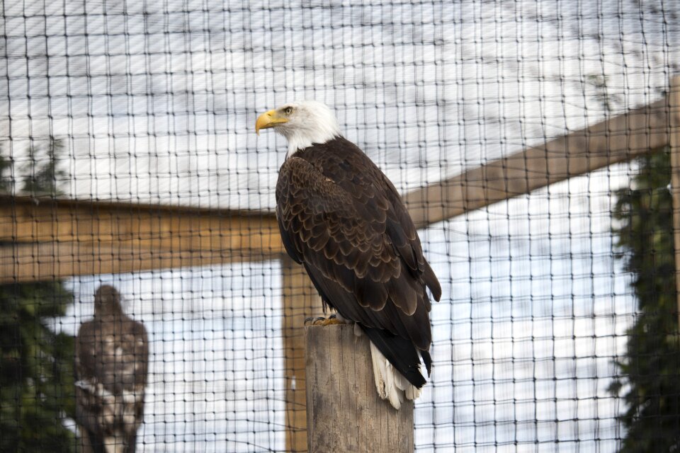 Nature bill plumage