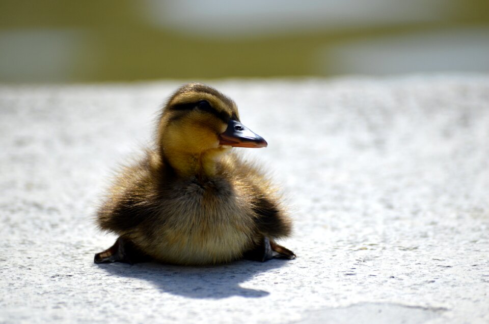 Lakeside lake animal