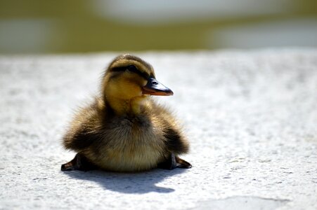 Lakeside lake animal