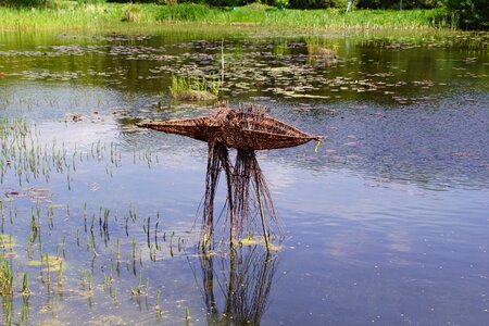 Water flower plant