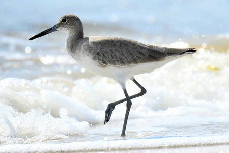 Migratory bird wader snipe