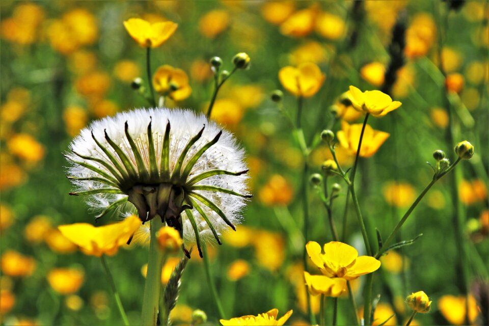 Nature flower plant