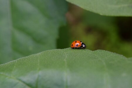 Lucky charm insect macro