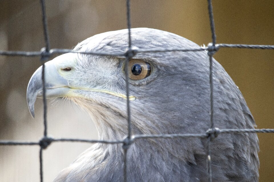 Nature bill plumage photo