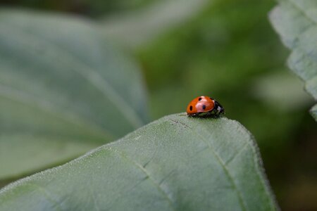 Lucky charm insect macro