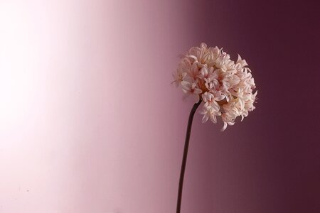 Pink floral romantic