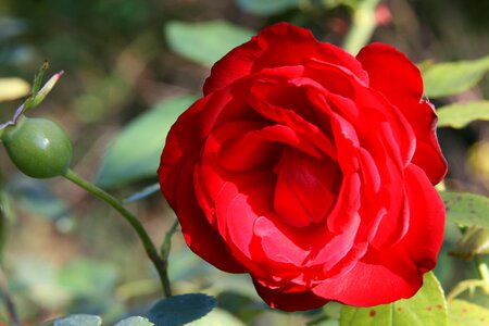 Red rose bloom petals