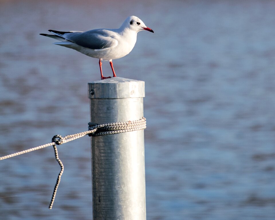 Animal world nature water bird