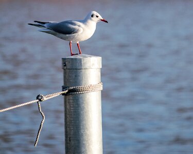 Animal world nature water bird