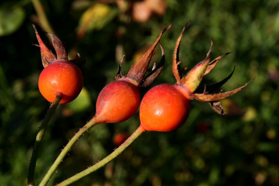 Orange fruit autumn