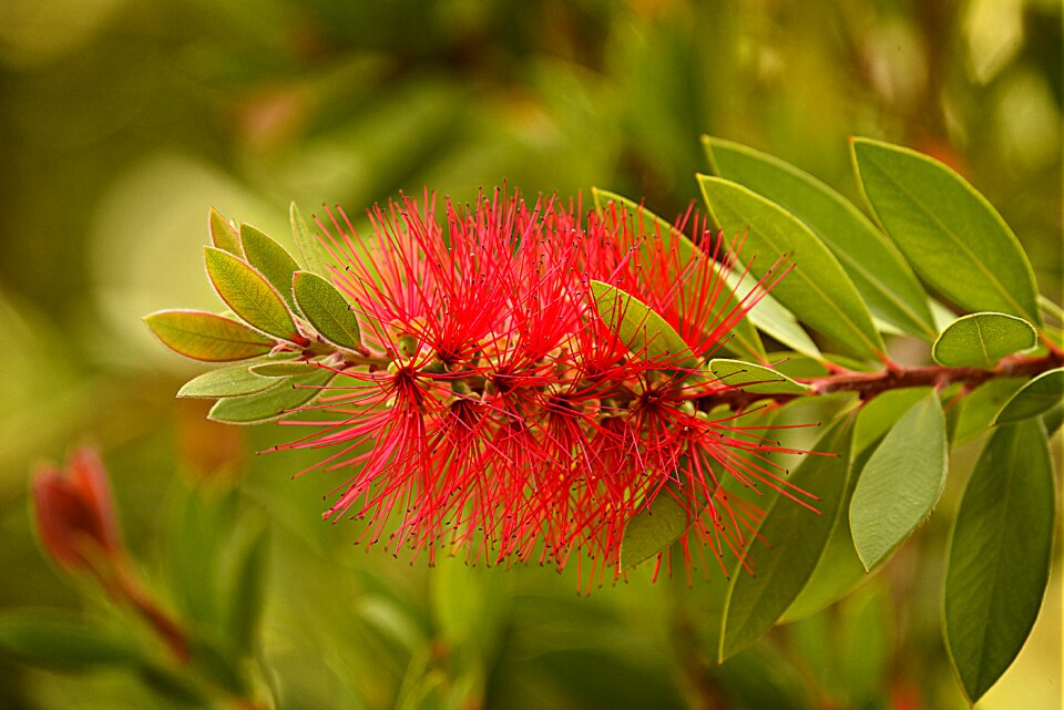 Callistemon bloom garden