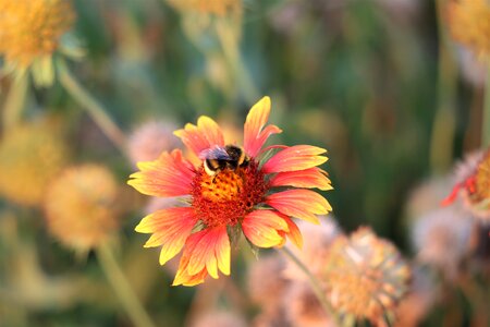 Decorative colorful flower
