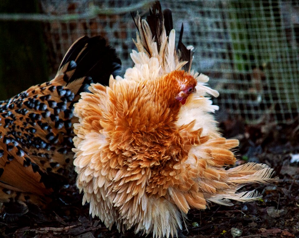 Animal world poultry creature
