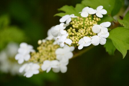 Caprifoliaceae clusters flat or rounded flowers regular