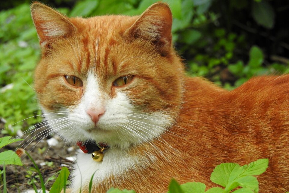 Nature cat dachowiec